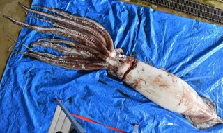 Loài mực khổng lồ có thể dài tới 30cm.