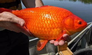 Cá vàng sống trong ao hồ tự nhiên có kích thước to như một quả bóng đá và có tuổi thọ hơn 25 năm.