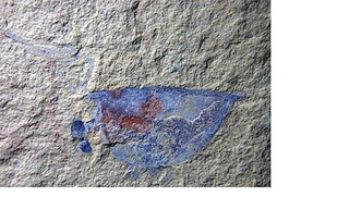 Lần đầu tiên các nhà nghiên cứu phát hiện hóa thạch động vật còn non.