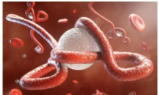 Virus Ebola lại bùng phát trở lại tại châu Phi,