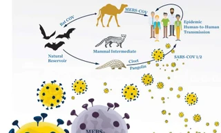 Hiểu vòng đời của SARS-CoV-1/2 và MERS-CoV sẽ tìm ra phương thuốc ngăn chặn nó lây lan.