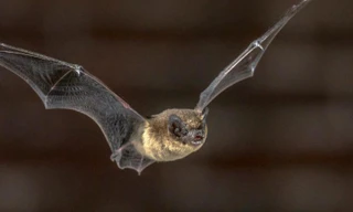 Giác quan định hướng của dơi chính là đôi mắt.