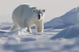 Gâu Bắc Cực có thể sẽ biến mất vào năm 2100?