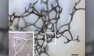 Một mảnh ba chiều của bộ xương bọt biển cổ đại.