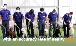 Sáu chú chó nghiệp vụ được huấn luyện đánh hơi mùi mồ hôi để phát hiện người mắc COVID-19.