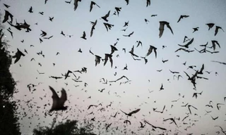 Các nhà nghiên cứu đã tìm thấy virus giống với SARS-CoV-2 trong những con dơi tại Viêng-chăn, Lào.