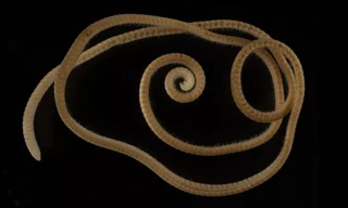 Milipede có hơn 1.300 cái chân.