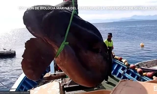 Kéo cá thái dương khổng lồ lên tàu.