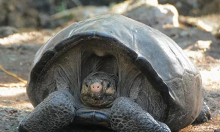 Rùa khổng lồ Ferrnanda