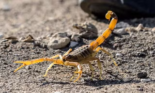 Bị bọ cạp đốt có thể tử vong