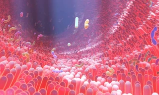 Vi khuẩn đường ruột đặc biệt sẽ giúp con người ngăn ngừa được nhiễm trùng và lão hóa khỏe mạnh.