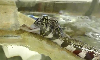 Cá chình trườn lên cạn nuốt chửng con mồi.