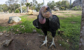 Gà Condors, loài sinh sản vô tính mới được phát hiện tại California, Mỹ.