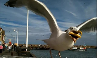 Hình ảnh quảng cáo trực tuyến mới của Google.