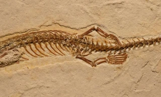 Hóa thạch của rắn bốn chân