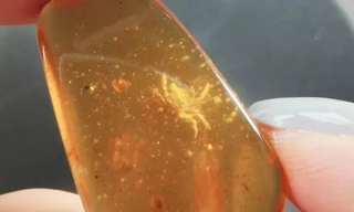 Con cua tí hon được tìm thấy trong miếng hổ phách.