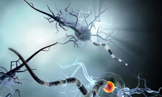 Nghiên cứu cận cảnh về các tế bào não cho thấy cách thức SARS-CoV-2 lây nhiễm cho các tế bào thần kinh.