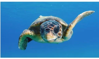 Rùa đầu to đã thực hiện hành trình hơn 14.500 km để tới Thái Bình Dương, loài dễ tổn thương cần bảo tồn.