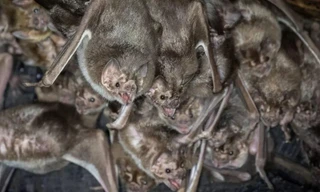 Dơi ma cả rồng chuyên ăn máu để tồn tại.
