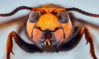 "Ong bắp cày sát thủ" chuyên tấn công, sát hại ong mật và ong bắp cày khác.