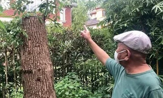 Anh Lý và cây long não đã bị chặt tỉa hết cành lá,