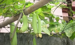 Ăn mướp chống ung thư