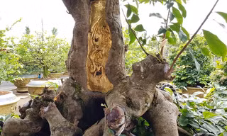 Cây mai vàng được anh Vũ Đức Đông dát 9 chỉ vàng. Ảnh: Dân trí