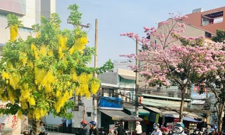 Kèn hồng và những mùa hoa rực rỡ ở TP.HCM