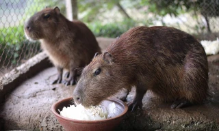 Hà Nội xuất hiện chuột khổng lồ nặng hơn 50 kg nuôi như nuôi lợn