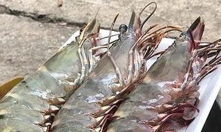 Gần triệu đồng một kg tôm sú 'khổng lồ'