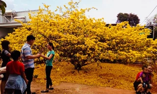 Hàng ngàn lượt người chiêm ngưỡng cây mai 'khủng' ở Đồng Nai