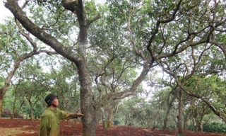 Dân mất mùa vì nhận thuốc trừ sâu hỗ trợ từ chính quyền