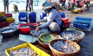 Ngư dân Bình Định trúng đậm ở chuyến ra khơi đầu năm