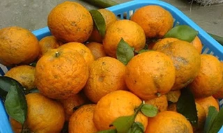 Cam Hà Giang tại Hà Nội được nhiều người mua để tăng sức đề kháng.