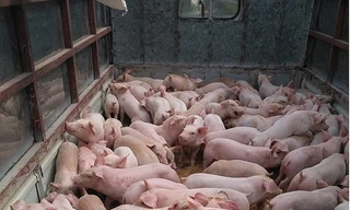 Lợn hơi, lợn giống tăng giá liên tục.