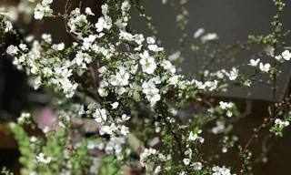 Hoa lạ từ Trung Quốc 'hút' khách hàng chơi trước Tết cả tháng