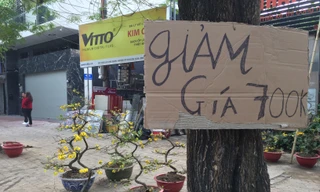 Nhất chi mai gốc 'khủng' vài chục triệu ế ẩm trên phố