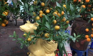 Hoa quả ngoại tràn ngập chợ, siêu thị ngày Tết