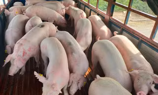 Lợn nhập khẩu nguyên con sẽ về Việt Nam để giảm giá trong nước- Ảnh: Dân việt