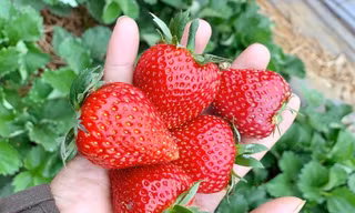 Dâu tây Mộc Châu được mùa, rẻ như chưa từng có, xôn xao khắp chợ mạng