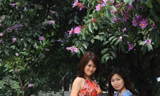 Hà Nội tím sắc bằng lăng