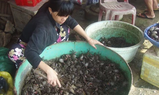 Cạn dần đặc sản ba khía