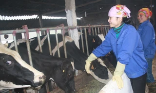 Chuyện ở nơi “mất một đền 20”