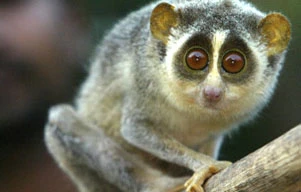 Bị bắt vì giấu khỉ con trong… ống quần