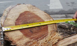 Lãnh đạo TP Hà Nội yêu cầu xử nghiêm “sưa tặc”