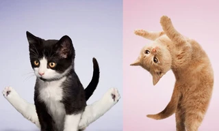 Ngộ nghĩnh chó, mèo tập Yoga