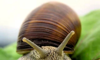 Con người có thể sống đến 500 tuổi nhờ gen...ốc sên
