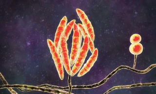 Hình ảnh minh hoạ