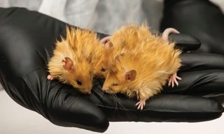 Tạo ra chuột có bộ lông giống voi ma mút cổ đại