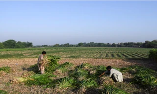 Hai nông dân đang làm việc trên cánh đồng ở Pakistan. (Ảnh: Reuters)